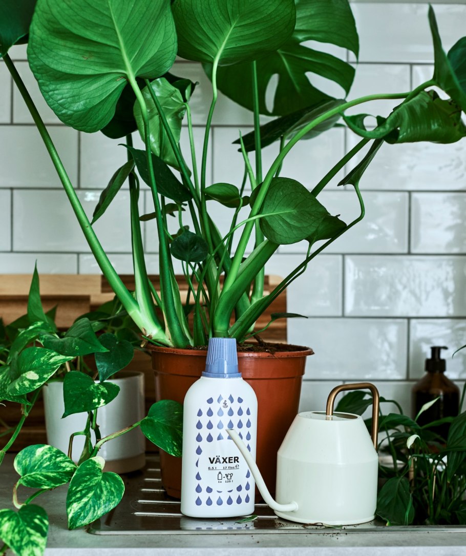 Комнатные цветы и уход за ними