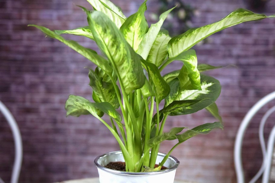 Диффенбахия комнатное растение