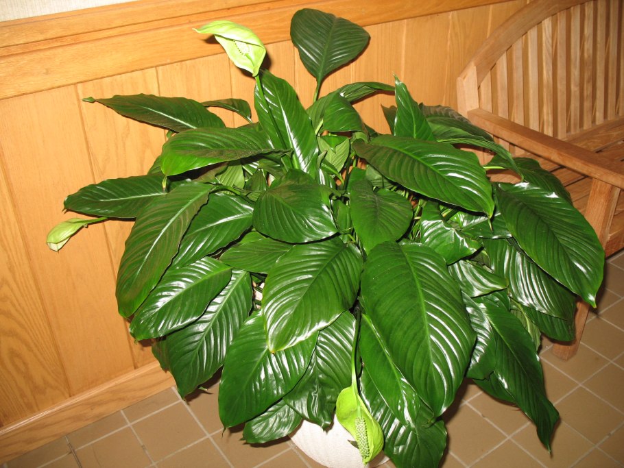 Spathiphyllum Anthurium