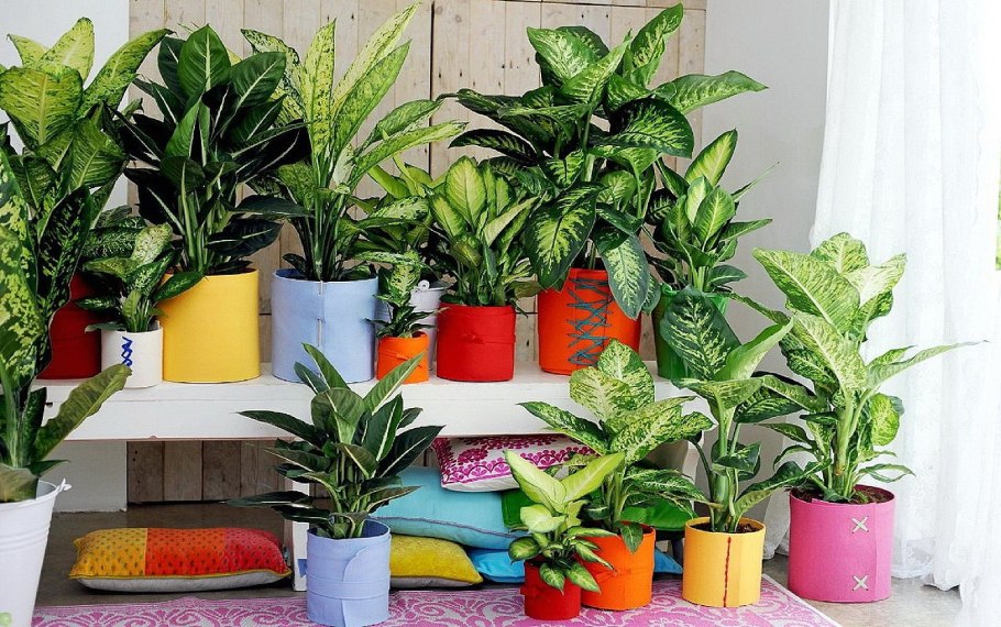 Диффенбахия в горшке