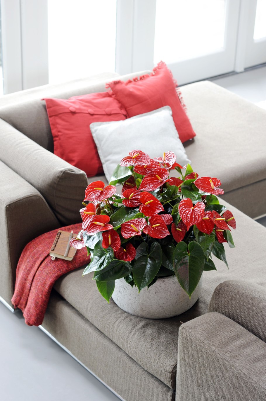 Цветы горшковые комнатные