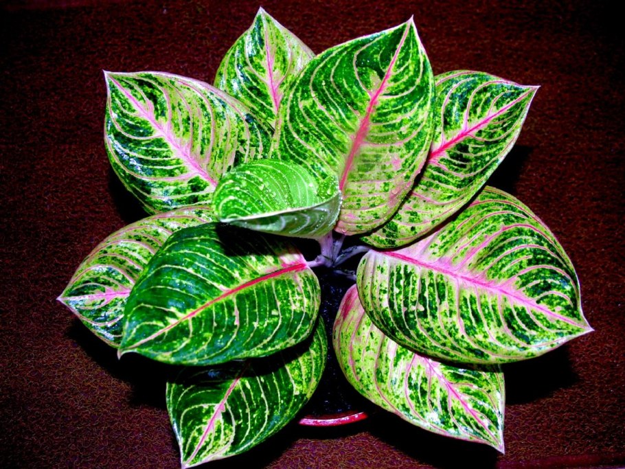 Фикус аглаонема