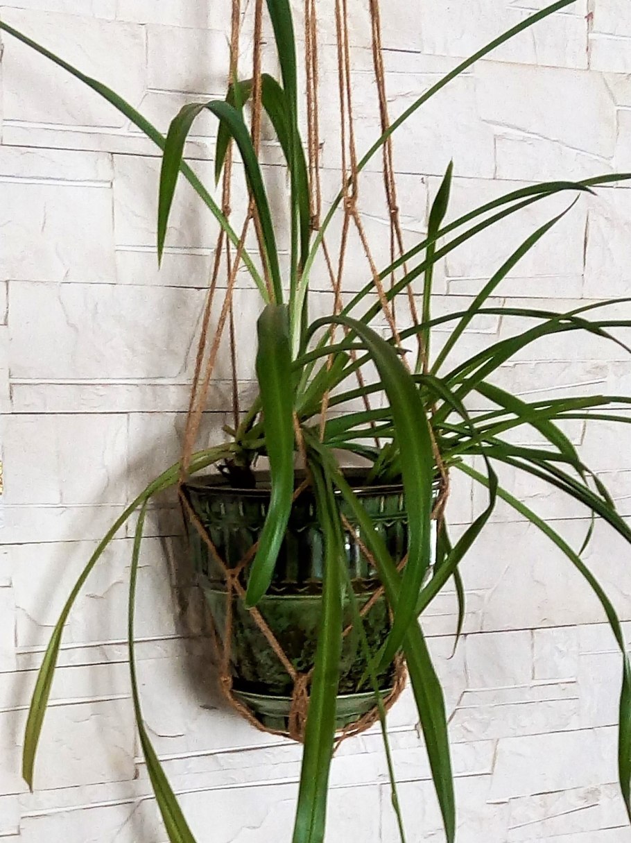 Хлорофитум цветок комнатный приметы