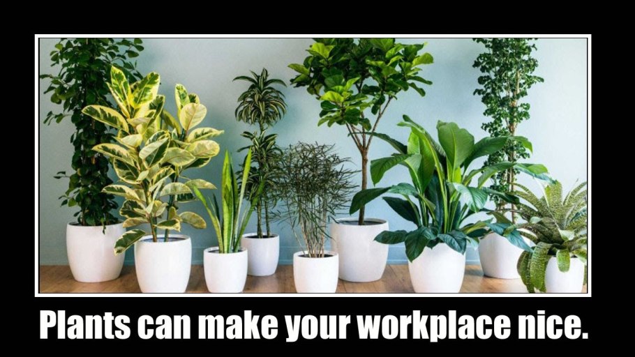 Фикус Мелани