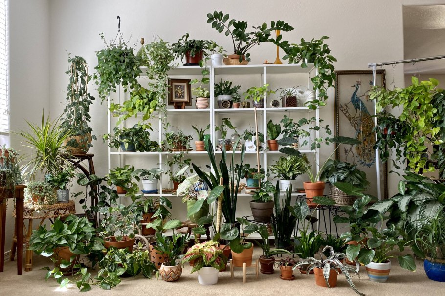 Диффенбахия мужегон