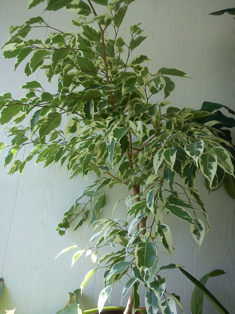 Фикус семейный
