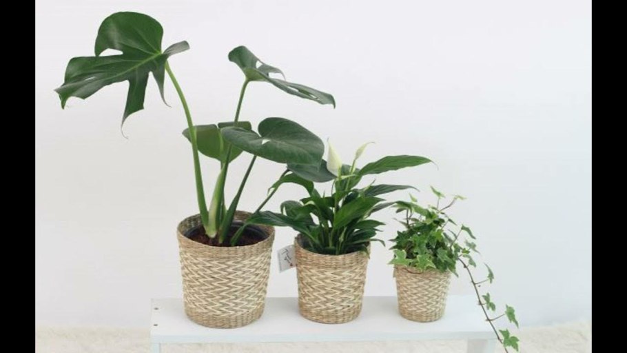 Монстера Фридрихшталя friedrichsthalii