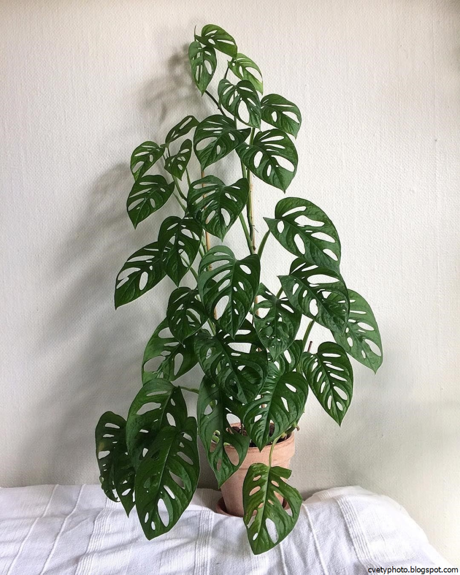 Диффенбахия пятнистая компакта