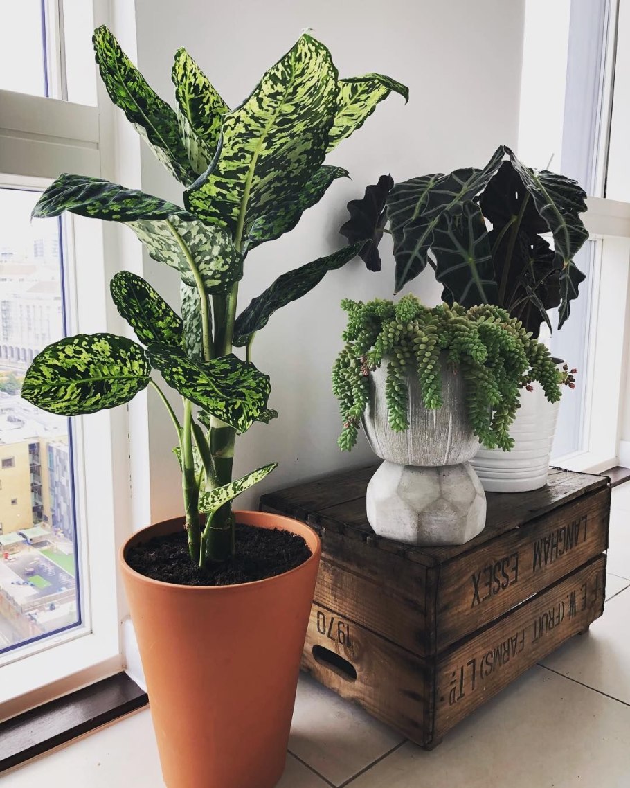 Спатифиллум и плющ