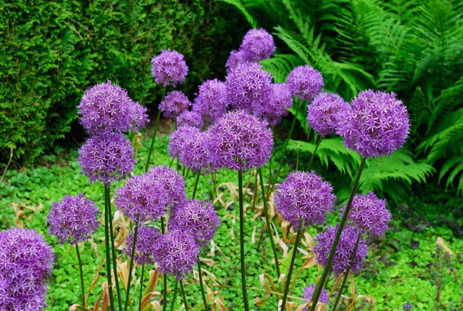 Аллиум Меркуриус