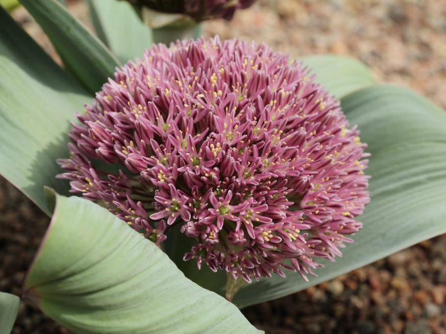 Аллиум каратавский