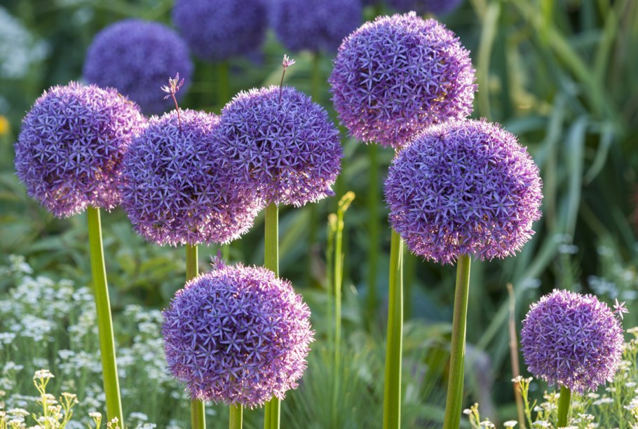 Аллиум Хиз Экселенс