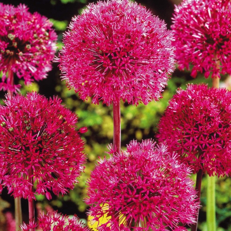 Аллиум цветок