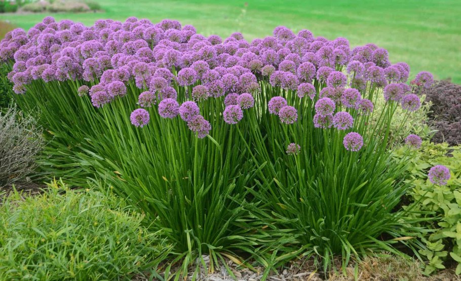 Лук аллиум Миллениум