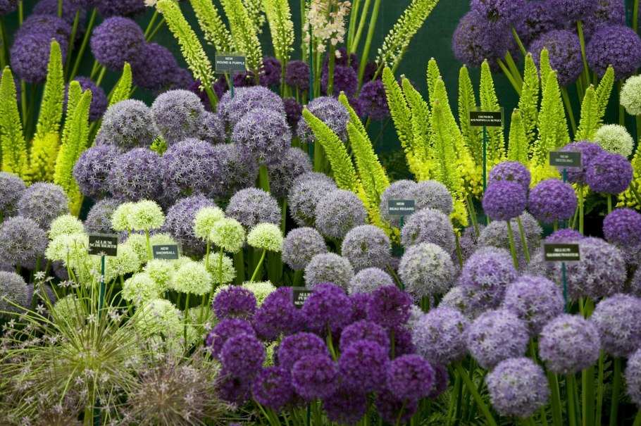 Лук аллиум Миллениум