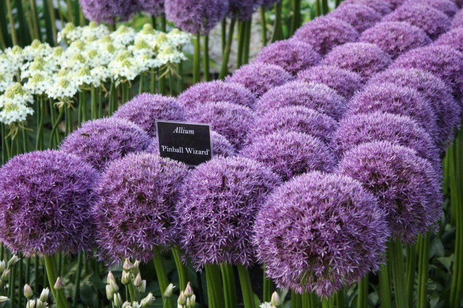 Аллиум перпл Рейн