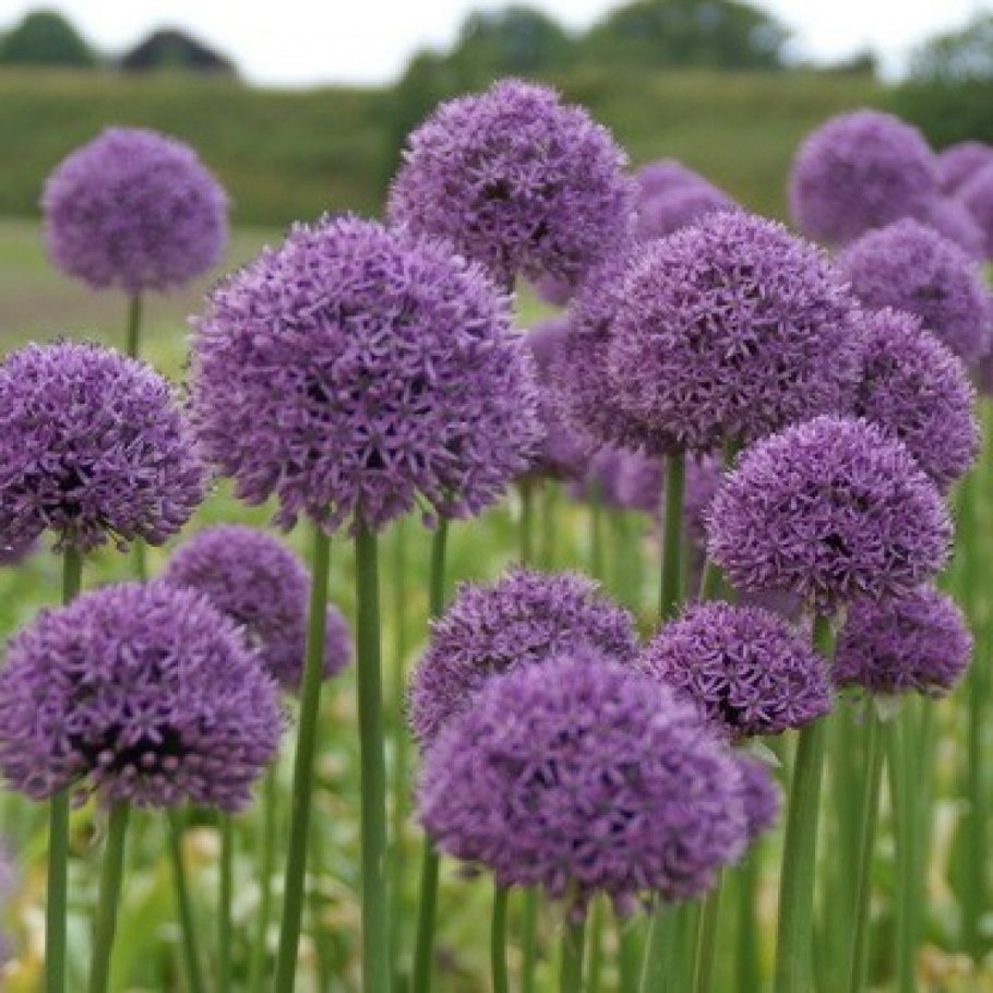 Allium Gladiator Allium 'Gladiator'-аллиум Гладиатор