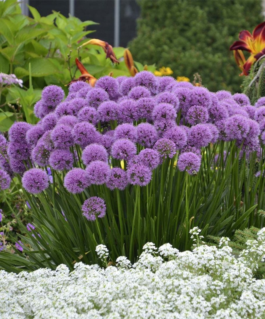 Аллиум шнитт