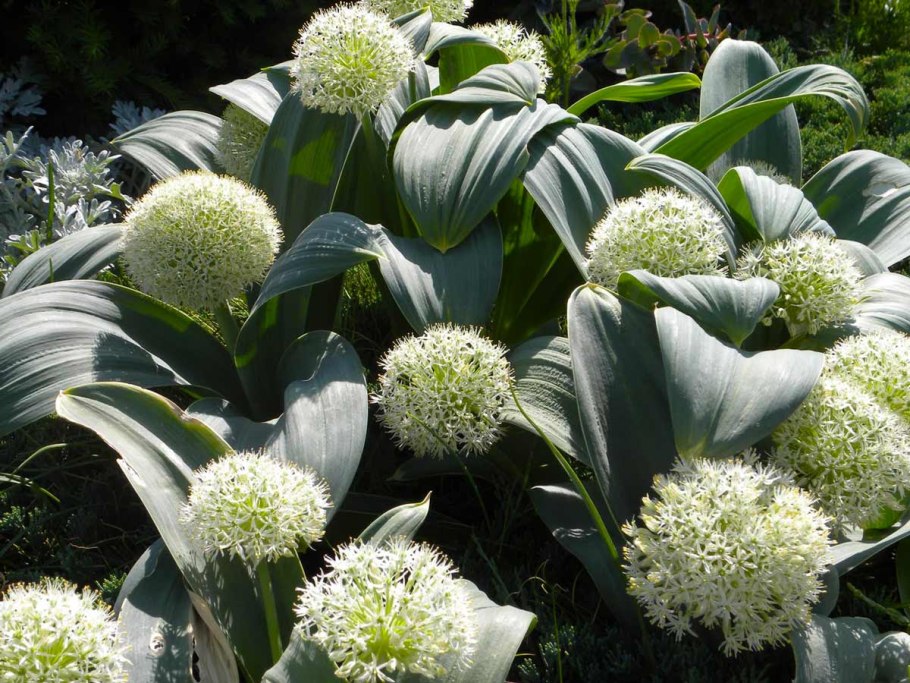 Karataviense аллиум