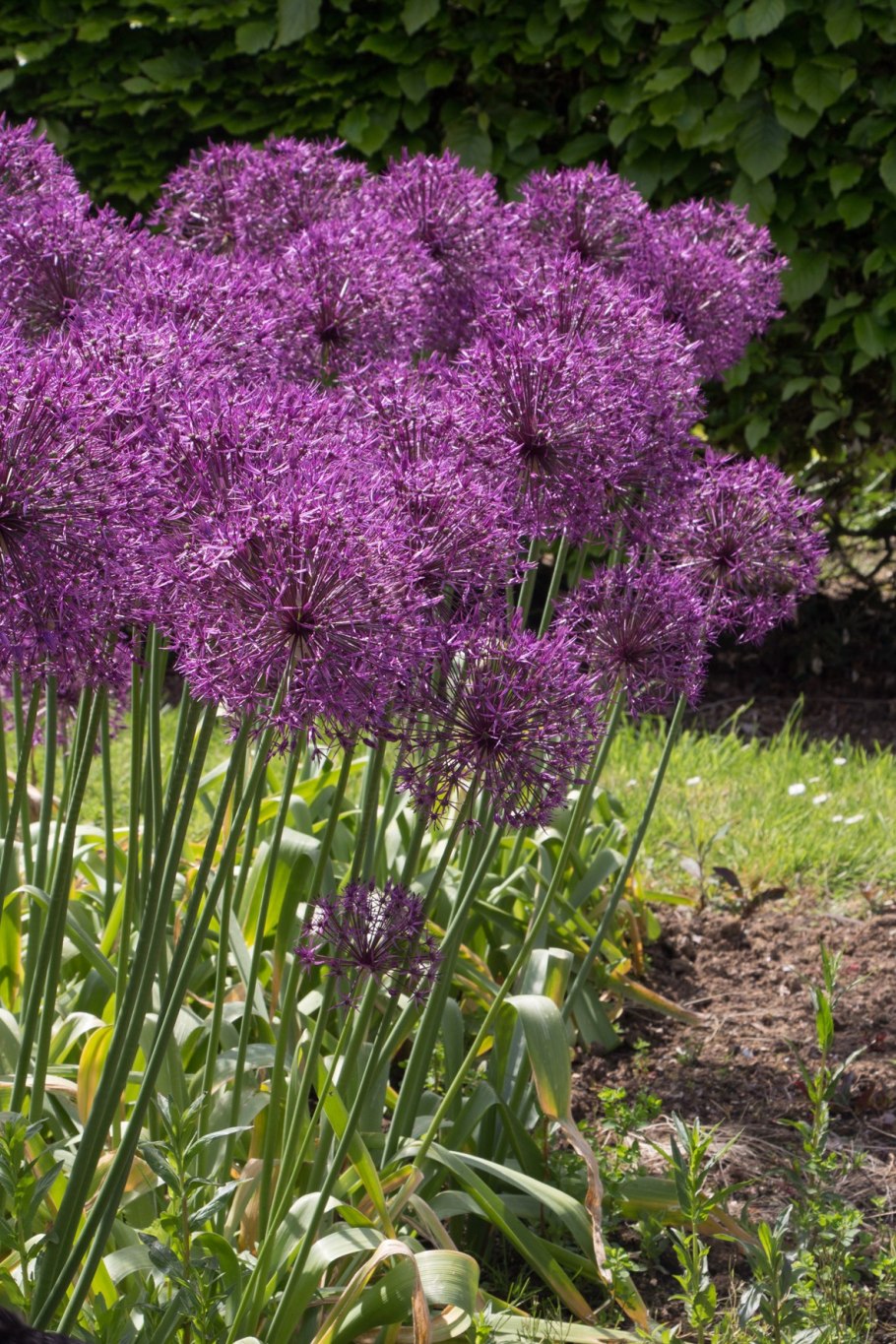 Аллиум Майами