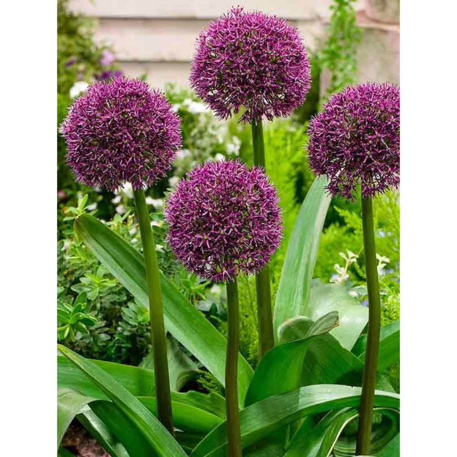 Аллиум Остара (Allium Ostara)