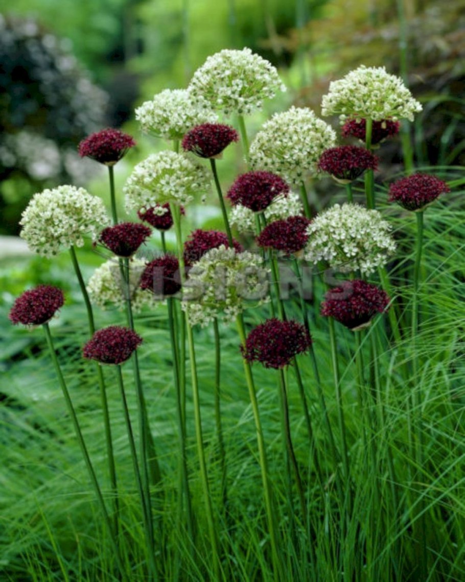 Atropurpureum аллиум