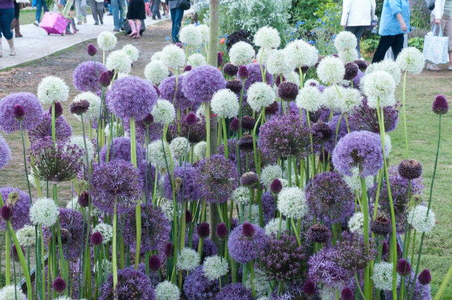 Аллиум котовник ландшафт