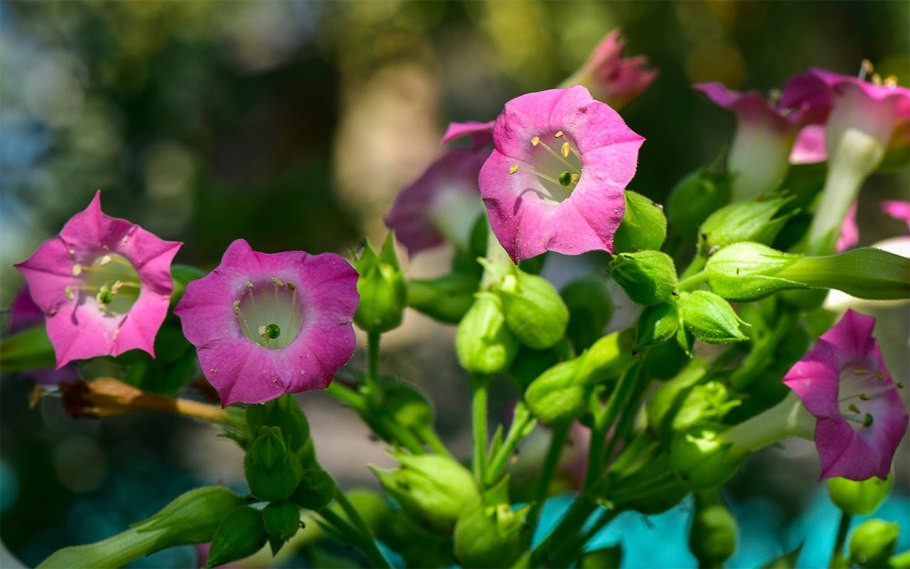 Растения Nicotiana