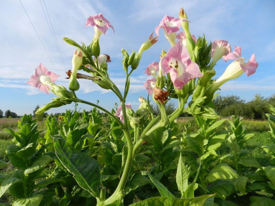 Табак махорка (Nicotiana Rustica l.)