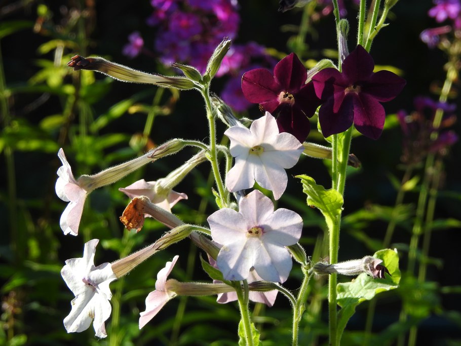 Табак (Nicotiana Rustica)