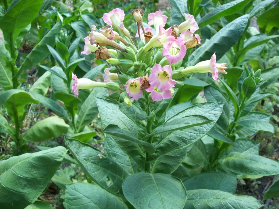 Табак Nicotiana tabacum