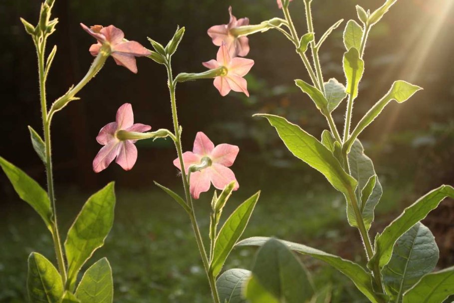 Табак крылатый (Nicotiana alata)