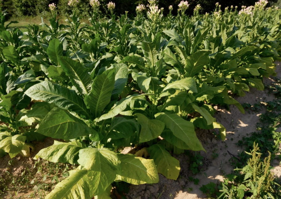 Табак душистый Сенсейшн микс