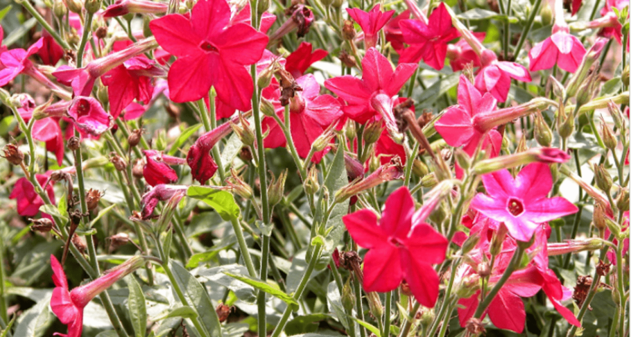 Табак Вирджиния 202