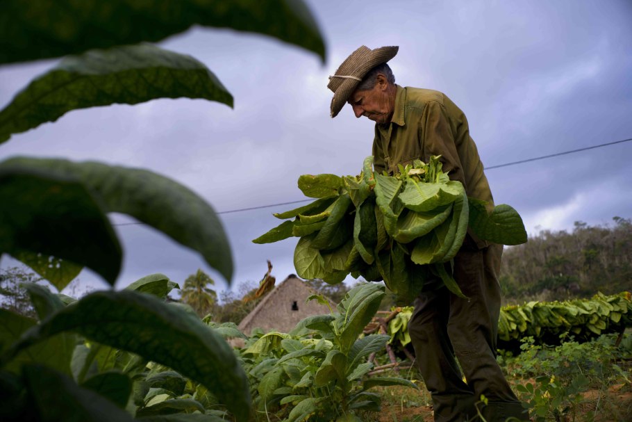 Среднеазиатская махорка
