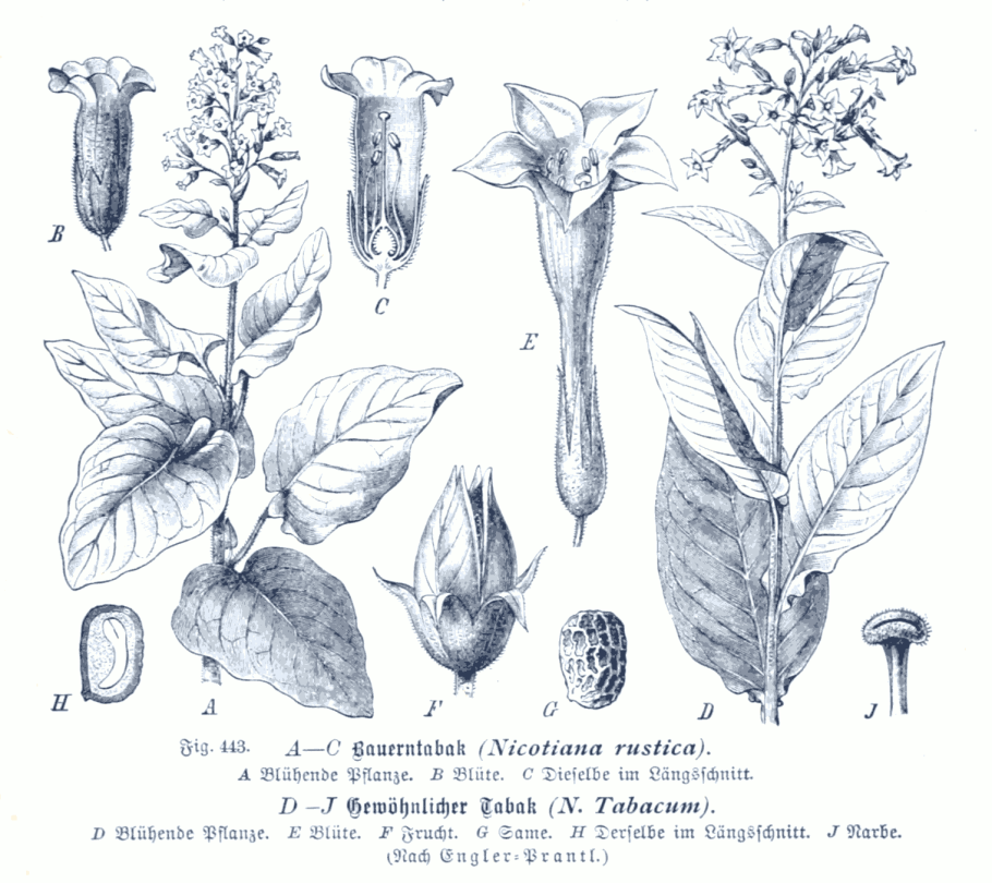 Табак душистый Сенсейшн