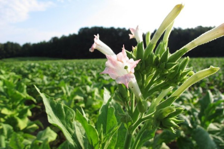 Табак курительный цветение