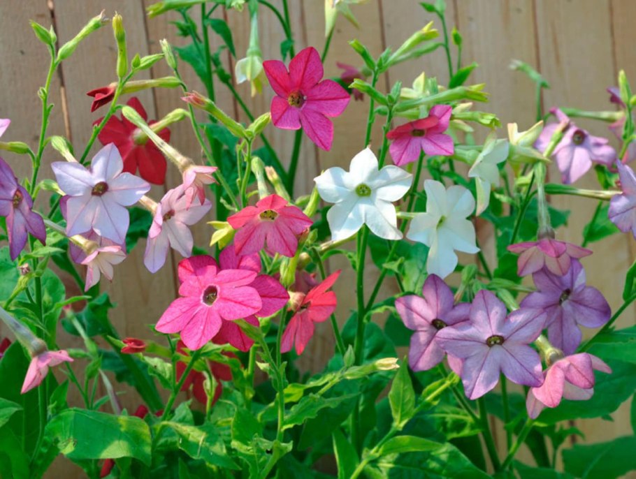 Табак крылатый (Nicotiana alata)