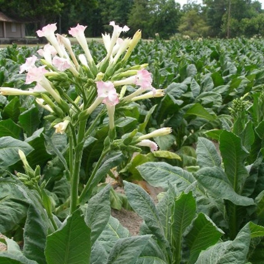 Табак обыкновенный