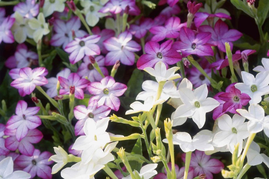 Сорт табака Nicotiana