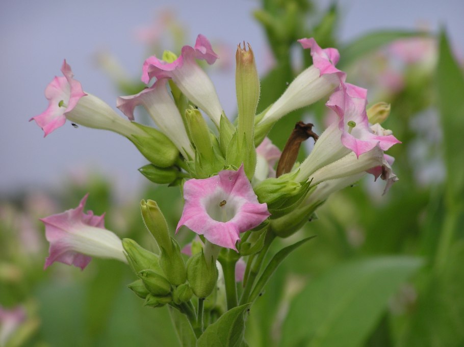 Табак Nicotiana tabacum