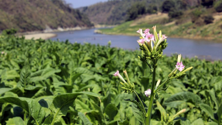 Табак растение Родина