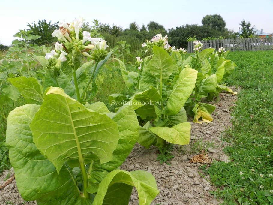 Удобрение табачная пыль 2л