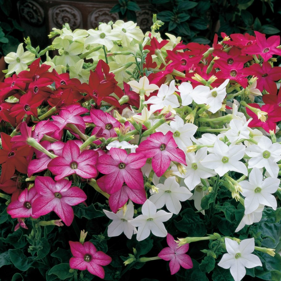 Уральский табак самосад