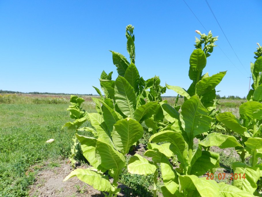 Как растёт табак фото