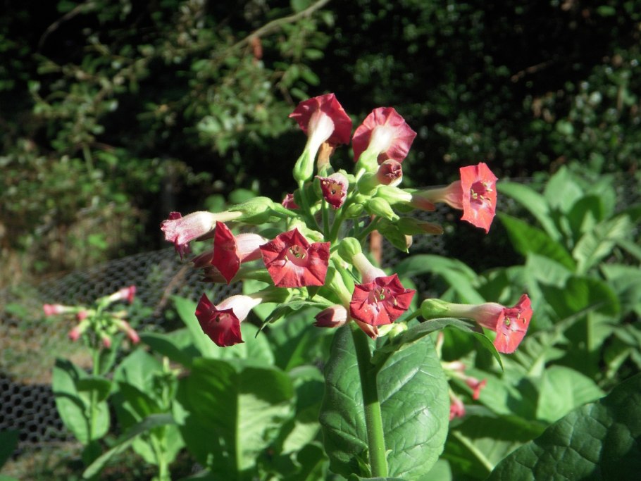 Табак махорка (Nicotiana Rustica l.)