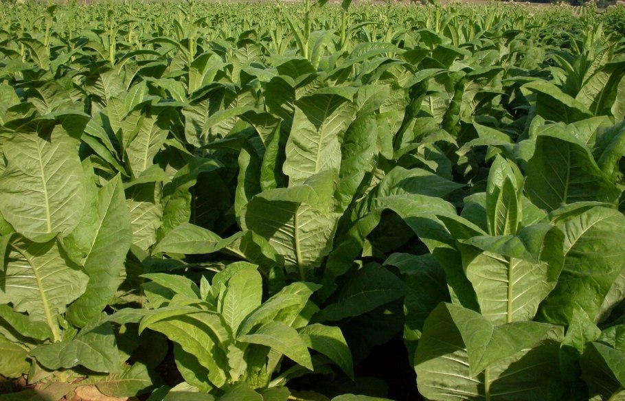 Табак душистый, Сандер f - 1.