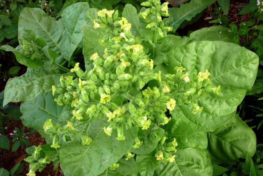 Табак курительный Гавана Гавриш