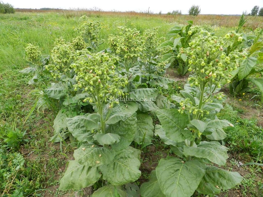 Табак розовый цветок