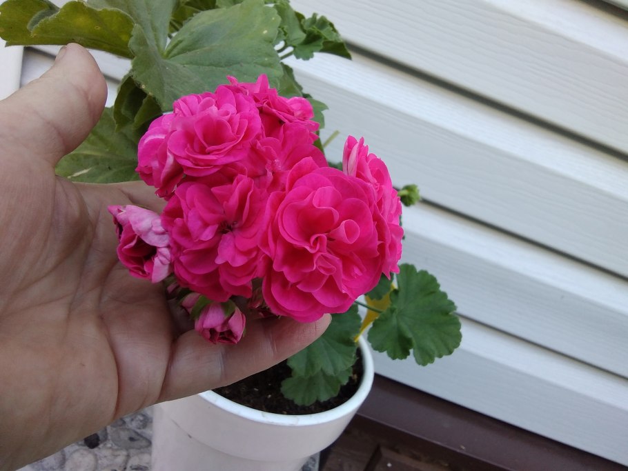 Пеларгония Dark Velvet